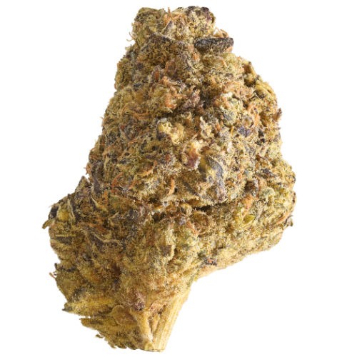 Bild Cannabisblüte Hi Society WT 27/1 White Truffle