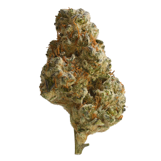 Bild Cannabisblüte Patagonia JP10 34/1 Jokerz Pop #10