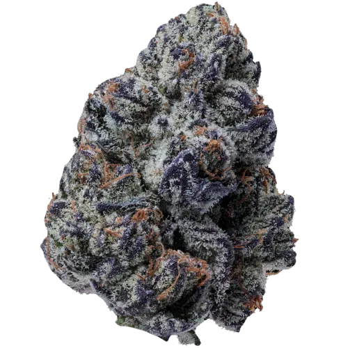 Bild Cannabisblüte 28/1 IUVO OC Killer Cupcake