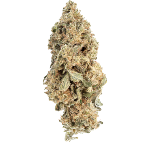 Bild Cannabisblüte Cannabis flos 28/1 CSF KU. Cape Venin
