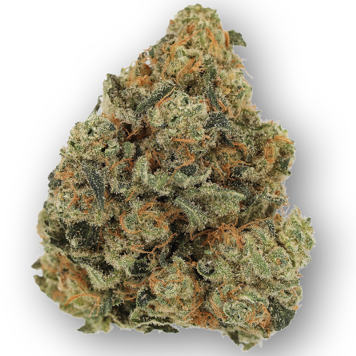 Bild Cannabisblüte Luana 24/1 GSC Girl Scout Cookies