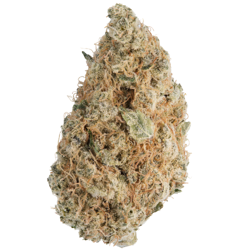 Bild Cannabisblüte Canify 24/1 CZE Platinum Garlic