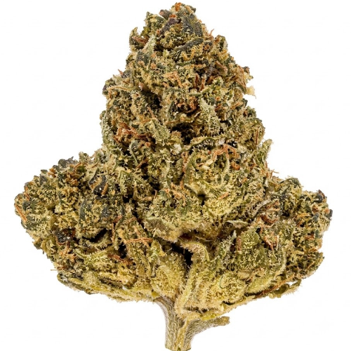 Bild Cannabisblüte Nordic Forte 27/1