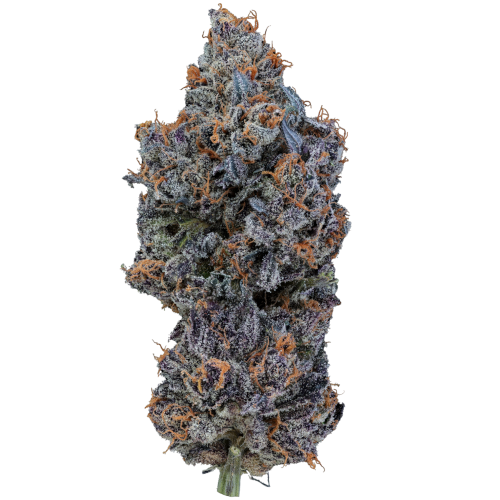 Bild Cannabisblüte 28/1 IUVO OC Temptation