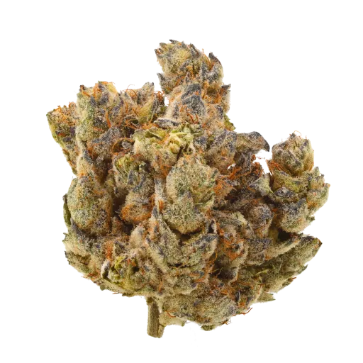Bild Cannabisblüte J.R. Strain MM 31/1 Mandarin Mac