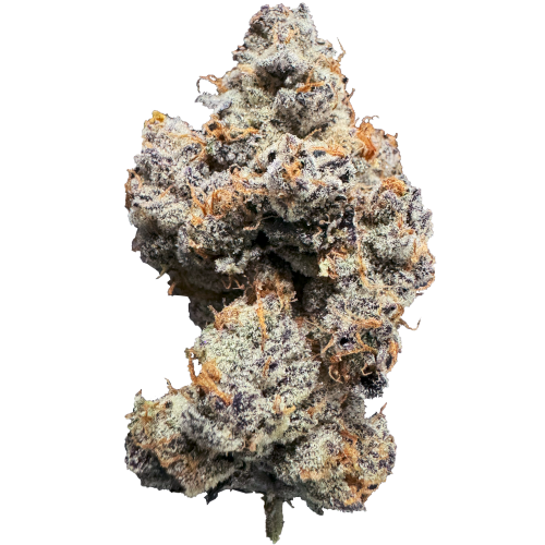 Bild Cannabisblüte 20/1 IUVO Gary Payton