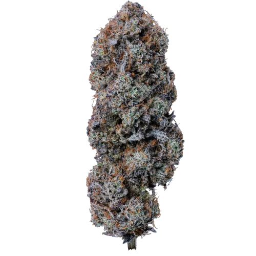 Bild Cannabisblüte 24/1 IUVO KC Kucci