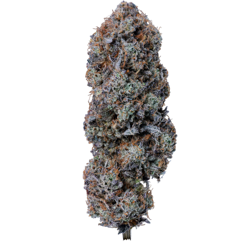 Bild Cannabisblüte 24/1 IUVO KC Kucci