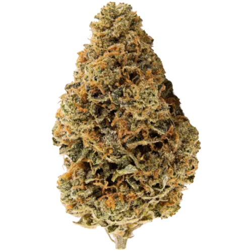 Bild Cannabisblüte Canify 28/1 CSF Ku. Marble Bloom DP