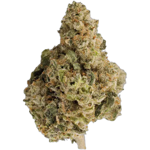 Bild Cannabisblüte Cannabis flos 30/1 CSF Ku. Cape Venin